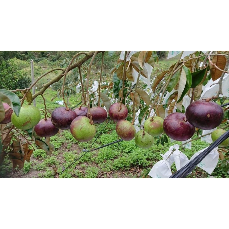 CÂY GIỐNG VÚ SỮA TÍM LÙN TỨ QUÝ