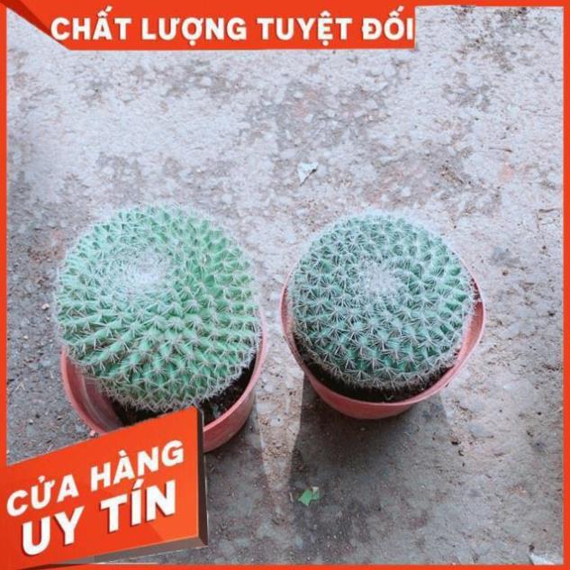 Combo 2 Cây Xương Rồng