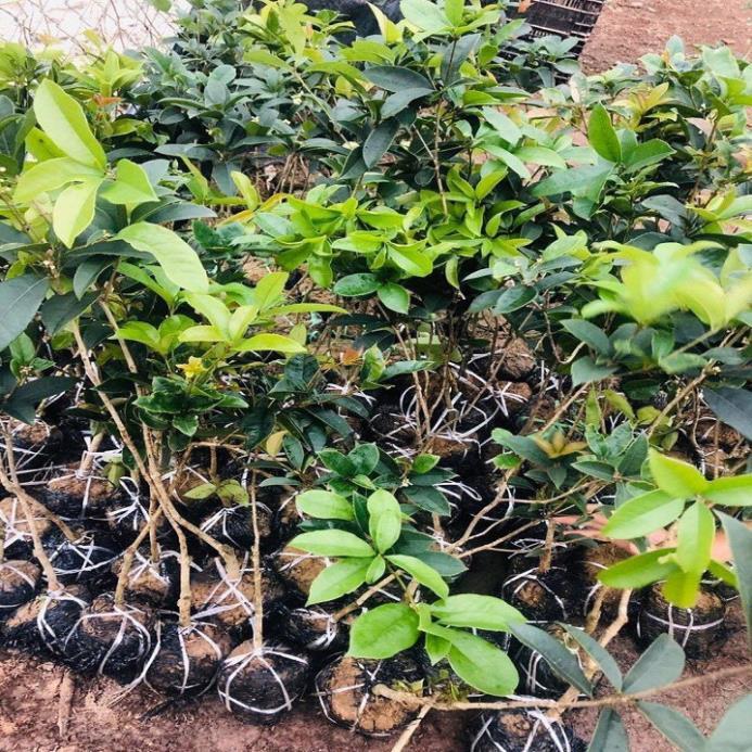 CÂY HOA MỘC HƯƠNG TA