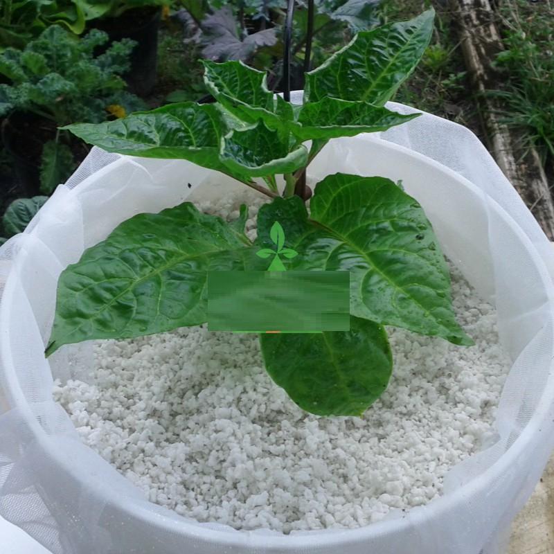 1 kg Đá Trồng Cây, Trang Trí