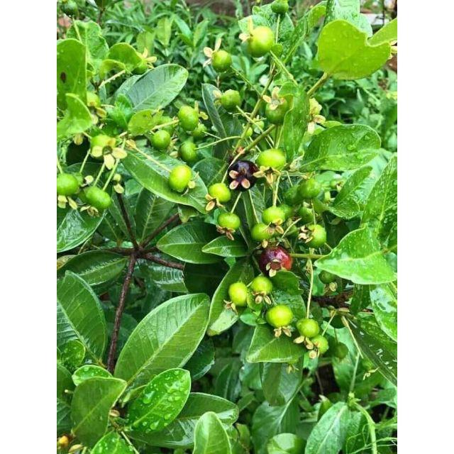 Sản phẩm CÂY GIỐNG CHERRY BRAZIL