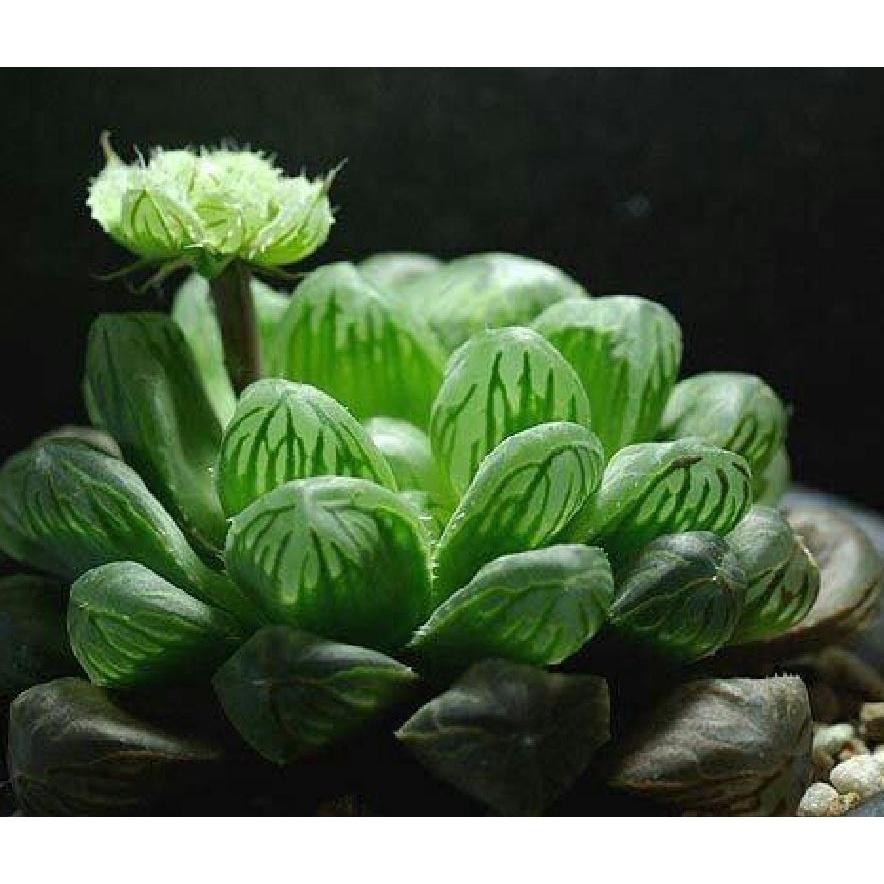 Combo 3 gói Hạt giống cây hoa sen đá mix màu - 1 gói 200 hạt-tặng kèm gói kích mầm