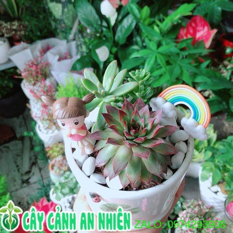 Chậu Sen Đá Tiểu Cảnh