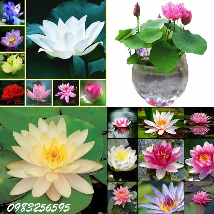 Cây giống hoa súng Úc