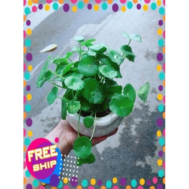 Chậu Cây Cỏ Đồng Tiền