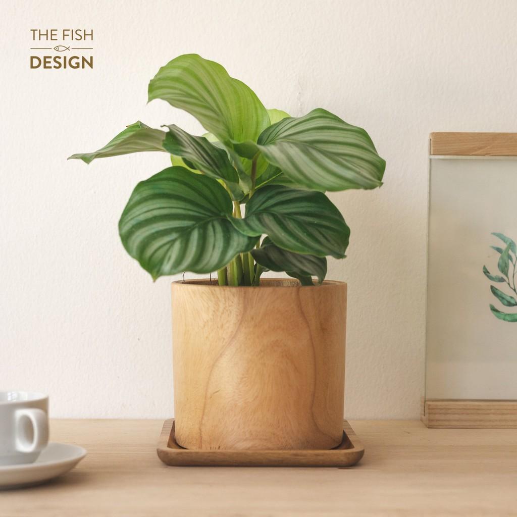 Chậu Cây Đuôi Công Táo Xanh | size L The Fish