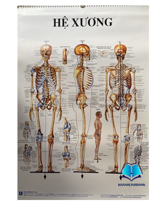 Sách - Tranh giải phẫu (Y)