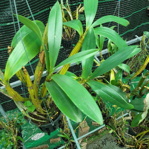 Phong lan Hoàng lạp- Sơn thủy tiên