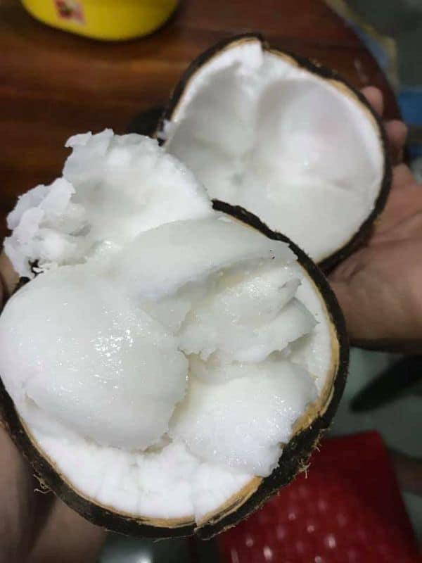 Dừa giống sáp đặc