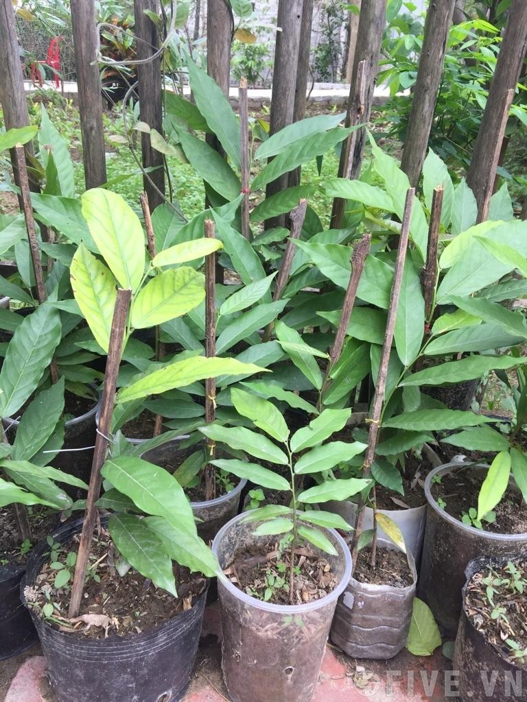 Cây hoa dẻ, cây hoa dẻ giống hoa thơm ngát