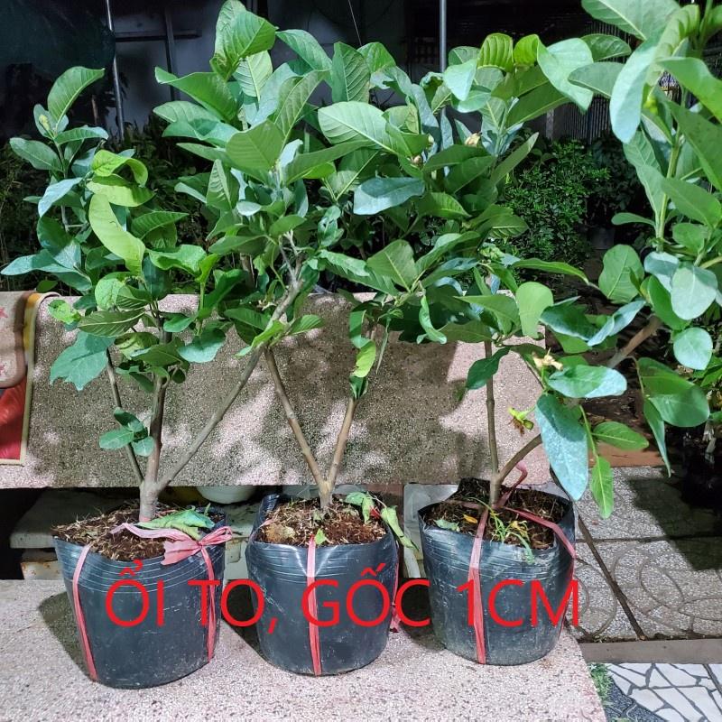 ️ Cây Giống Ổi Nữ Hoàng_GỐC ĐẠI SIÊU TO 1.5-2cm_Ngon Giòn Ngọt Siêu Trái Trồng Chậu