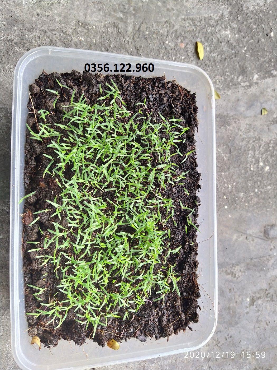50g Hạt giống cỏ Barmuda - cỏ sân vườn, công trình, chăn nuôi
