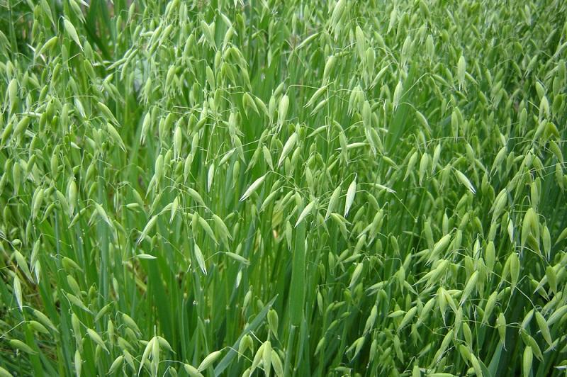 50g Hạt giống cỏ yến mạch cho thú cưng