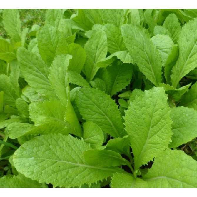 Hạt giống rau cải mơ  - 1gosi 10gram