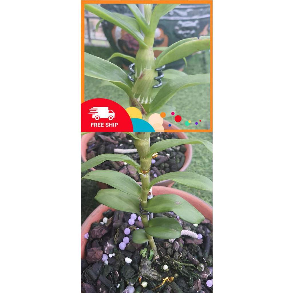 Lan Phi điệp 5 CÁNH TRẮNG HỒNG MẮT NGỌC