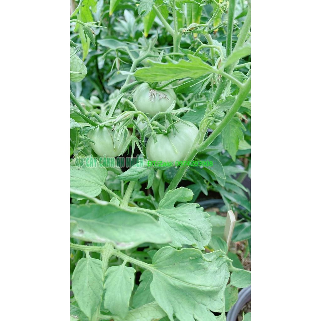 Cây Cà Chua Trái Tròn