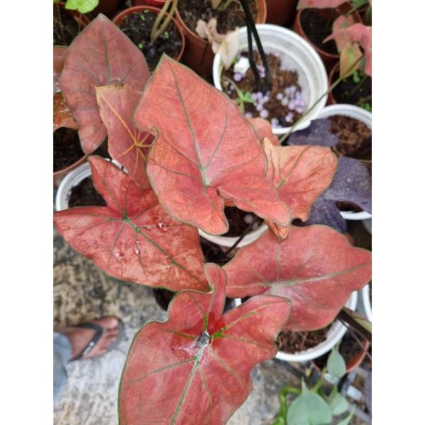 Chậu cây môn đỏ caladium Danasty