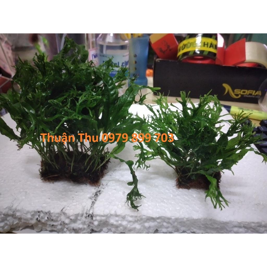 Dương Xỉ Sừng Hưu - Cây thủy sinh - cây bán cạn