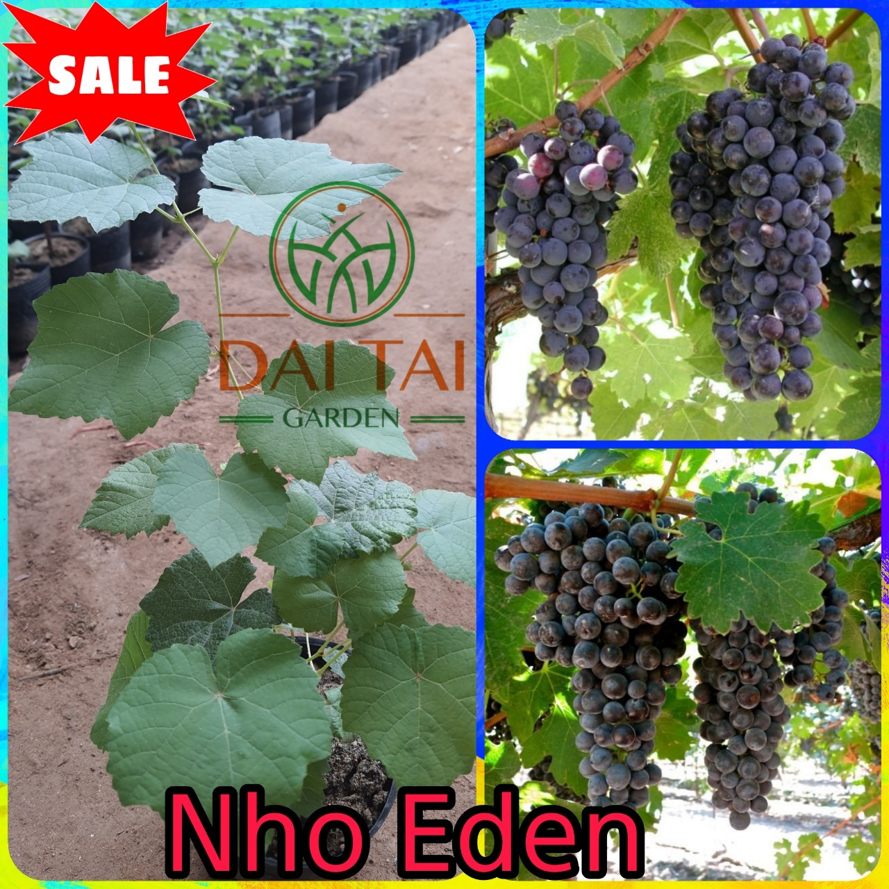 Cây Giống Nho Eden ( Pháp Cổ ) - Bao Chuẩn Giống - Hỗ Trợ Kĩ Thuật Đến Ra trái