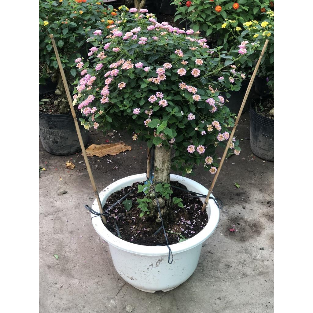 Chậu ngũ sắc hoa màu hồng nhạt chỉ giao tại TP.HCM