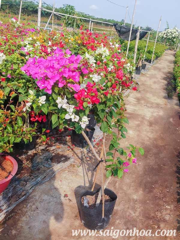 Chậu hoa giấy, hoa giấy nhiều màu chậu lớn