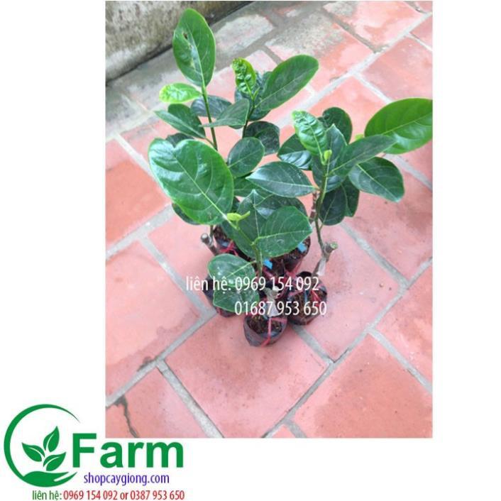 Cây mít nghệ tứ quý