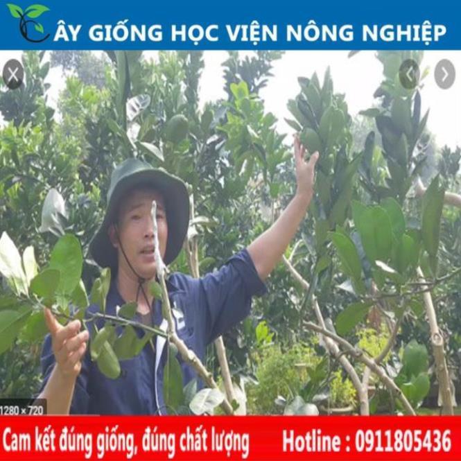 Sản phẩm Cây Ăn Trái cây giống bưởi diễn