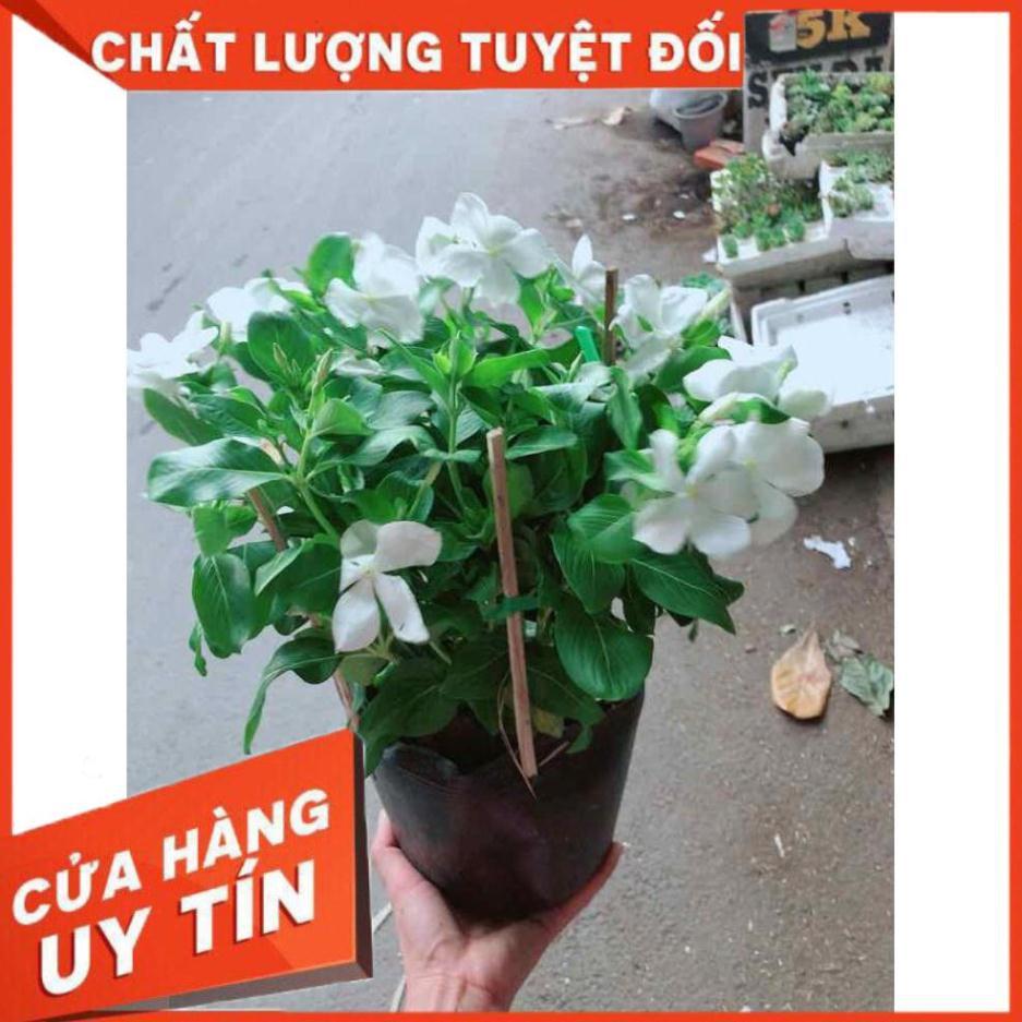Hoa dừa cạn trắng Nhiều Người Mua