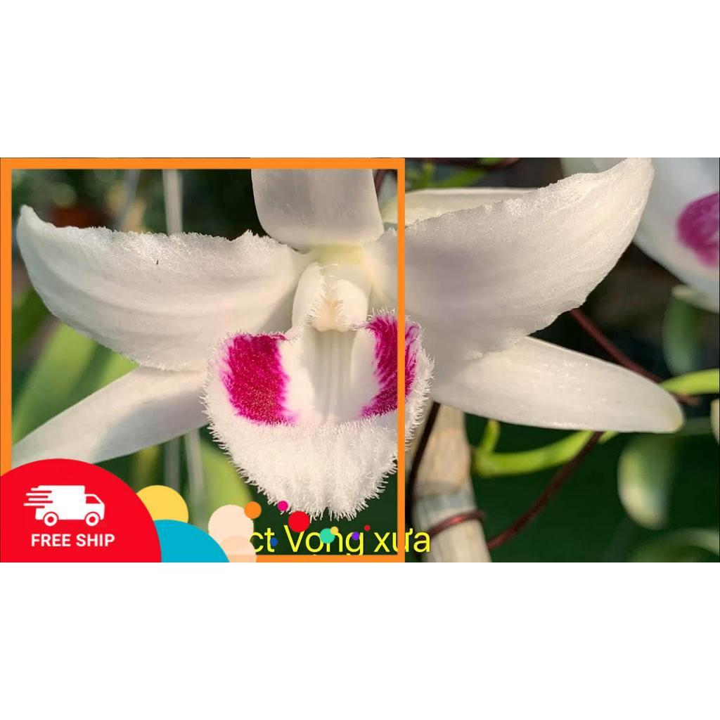Phi điệp đột biến VỌNG XƯA CHẤT LƯỢNG UY TÍN