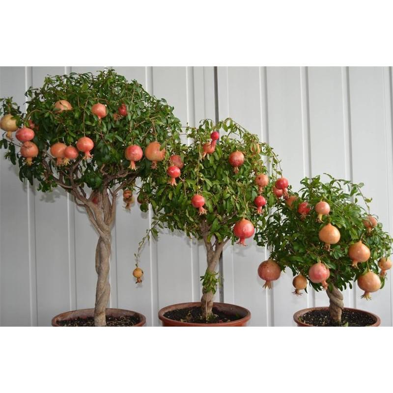 Hạt giống cây lựu lùn đỏ