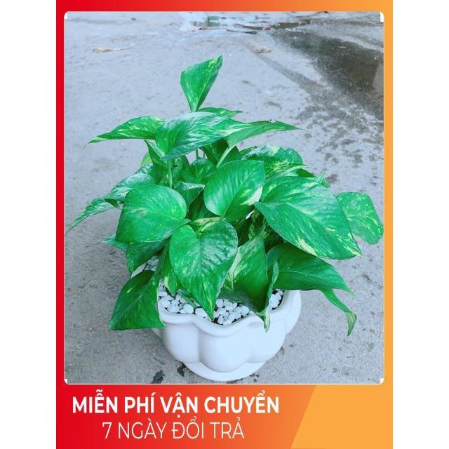Chậu Trầu Bà Xanh