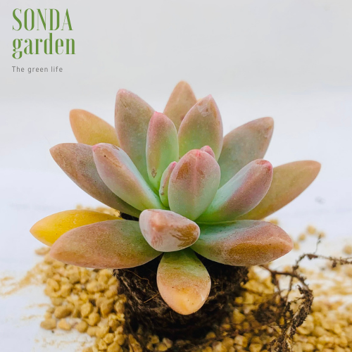SEN ĐÁ PHA LÊ SIZE MINI KHOẺ ĐẸP LỖI 1 ĐỔI 1