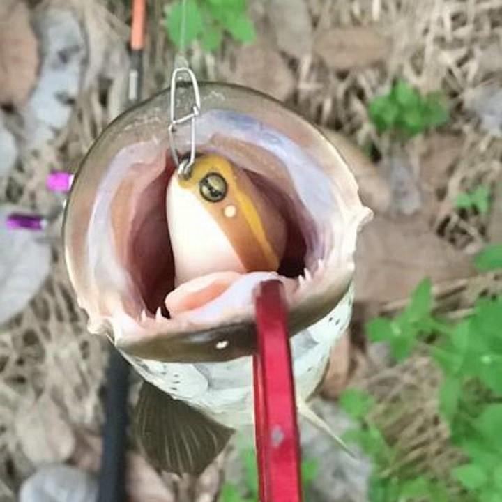 Mồi Câu Cá Lóc Frog Toon V1 Thái Lan chuyên săn cá lóc -SANAMI FISHING