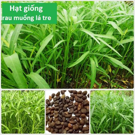 Hạt Giống Rau Muống Mầm, Rau Muống Ăn Non