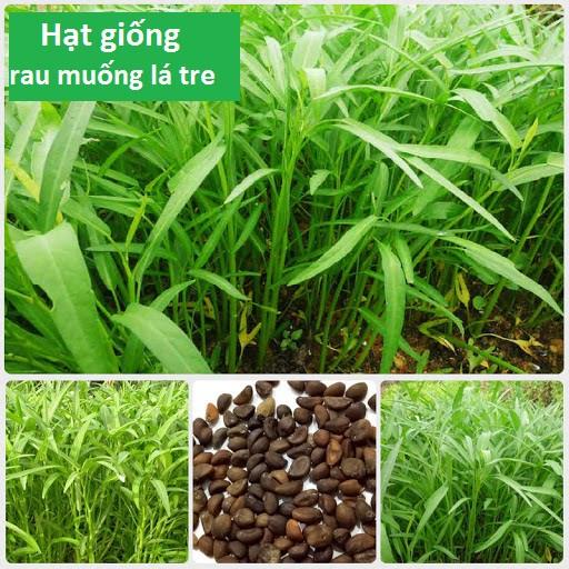 Hạt Giống Rau Muống Mầm, Rau Muống Ăn Non (500gr-1kg)