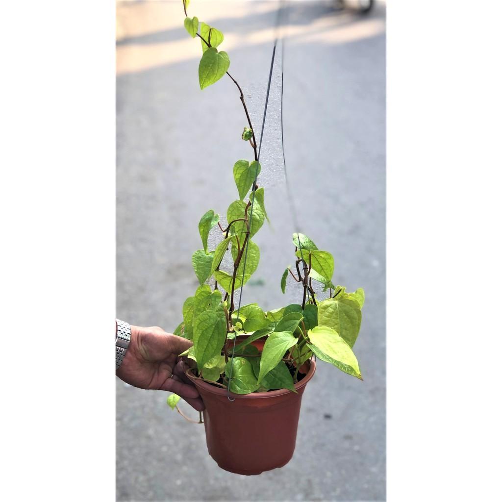 Chậu cây trầu không