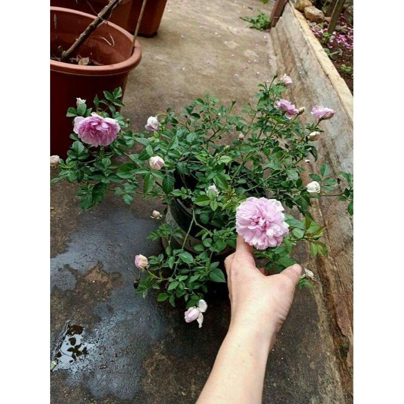 Giống hoa hồng leo pháp