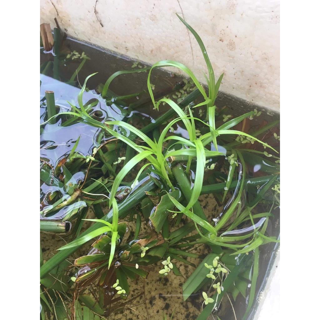 Cây thuỷ trúc thuỷ sinh 1 nhánh có dễ dài
