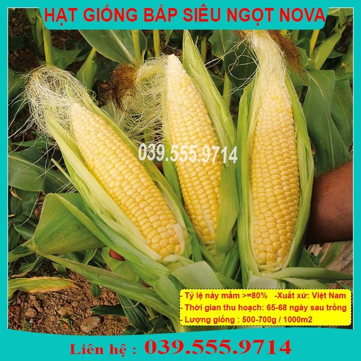 HẠT GIỐNG NGÔ SIÊU NGỌT 50GRAM - HẠT NGÔ ĐỀU ĐẸP