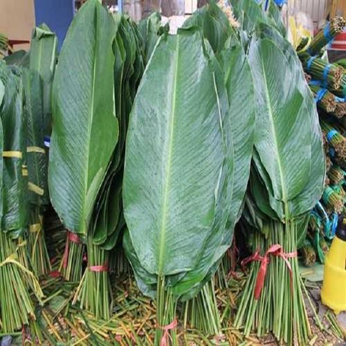 CÂY GIỐNG LÁ DONG GÓI BÁNH, ĐẢM BẢO CHẤT LƯỢNG - kh70dl