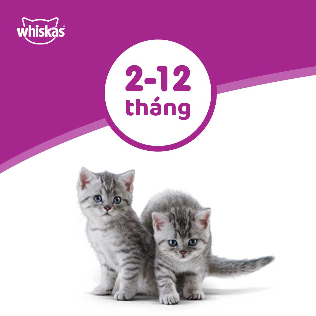 WHISKAS Thức ăn cho mèo con dạng hạt vị cá thu 1.1kg