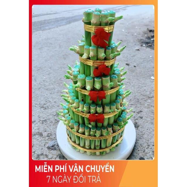 Cây Trúc Phát Tài Kèm Dĩa