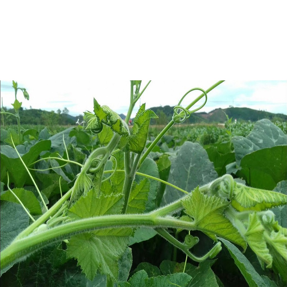 Hạt giống bí siêu ngọn