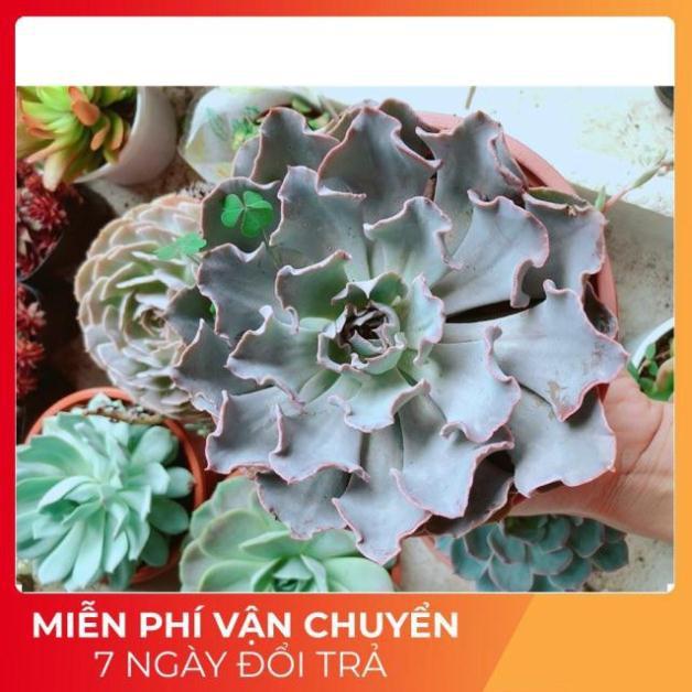 Chậu sen đá bắp cải tím size đại