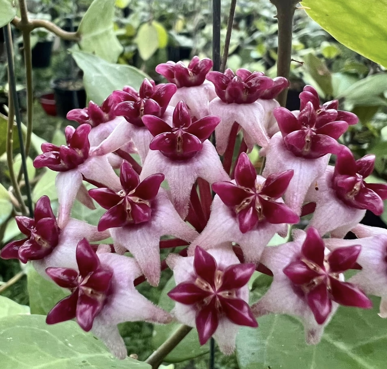 Chậu hoa Cẩm cù patricia thân leo kích thước như hình, hoa thơm và ra hoa quanh năm