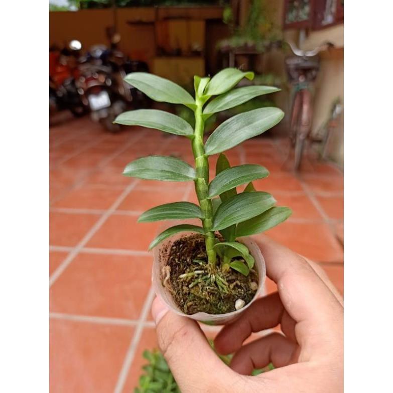 5ct gieo hạt xanh sạch