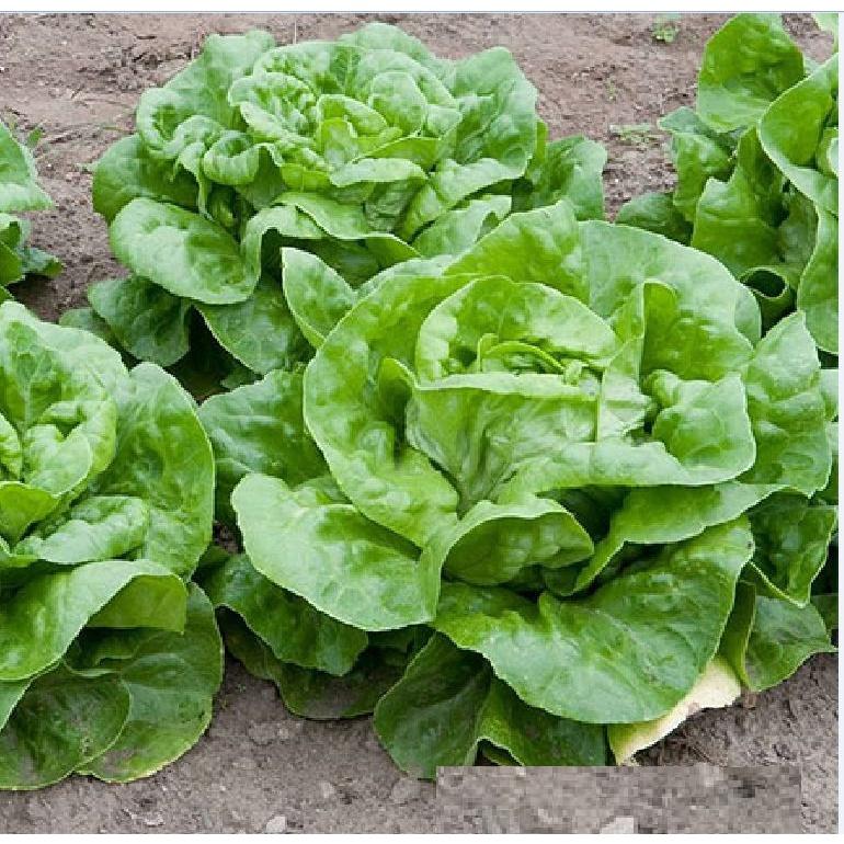 Hạt giống rau xà lách đăm xanh cao sản KNS3206 - Gói 2gram