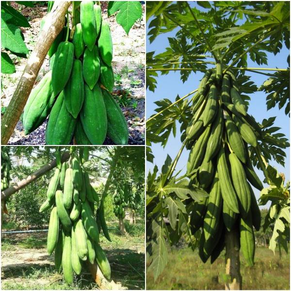 Hạt Giống Đu Đủ Lùn Phuket Thái Lan Siêu Ngọt-gói 10 hạt/tặng kèm gói phân bón lót