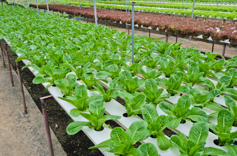 Bột thuỷ canh AB hộp 1 kg (pha 500 đến 1000 lít dung dịch) - hydroponic fertilizer NPK + micronutrient better