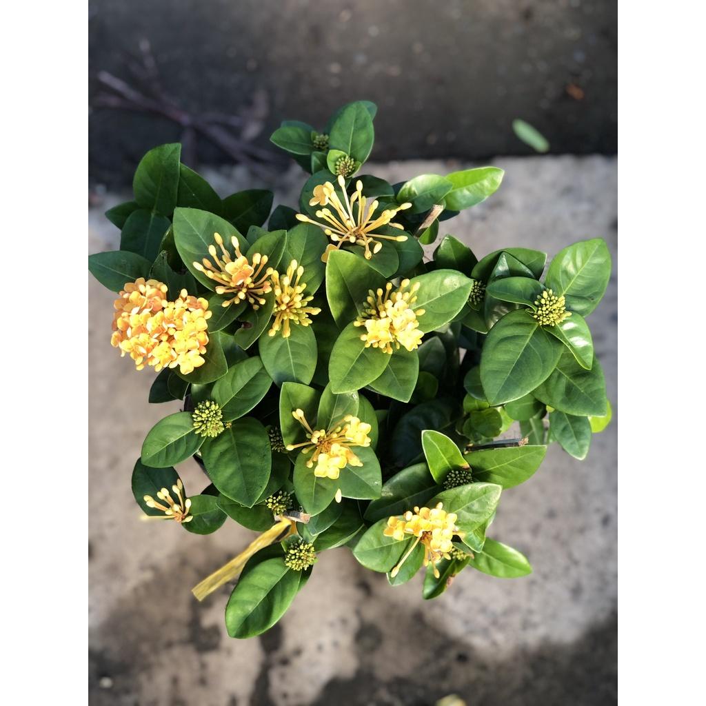 Chậu cây Trang Tàu hoa vàng